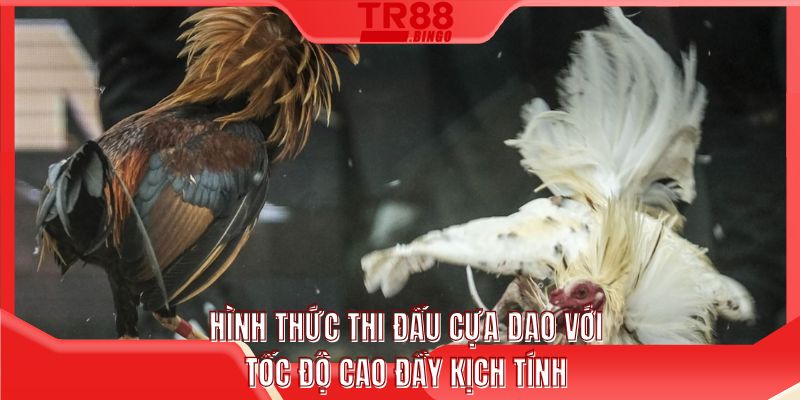 Hình thức thi đấu cựa dao với tốc độ cao đầy kịch tính